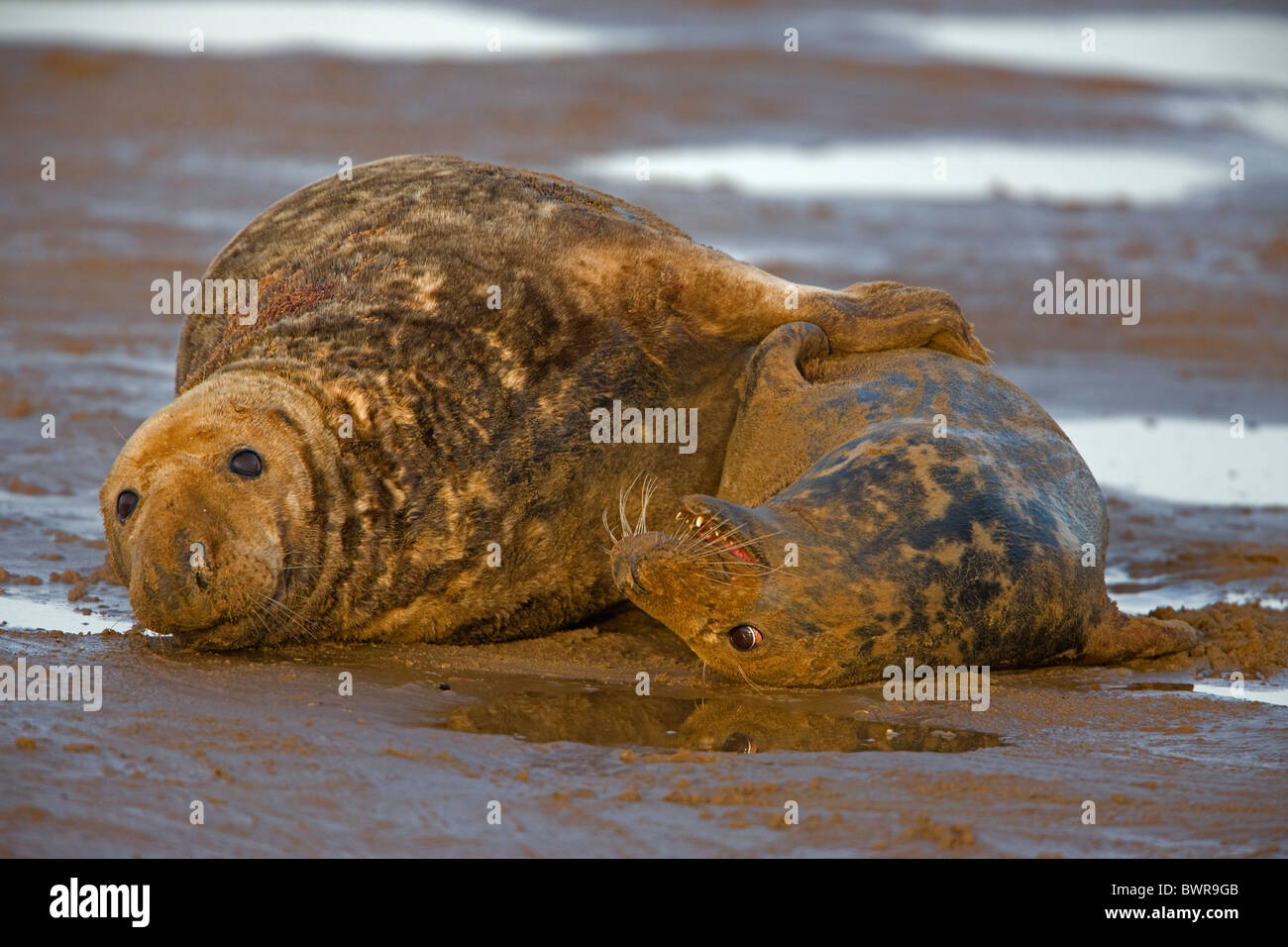 Focas grises (Halichoerus grypus) - REINO UNIDO - Acoplamiento macho y hembra en la playa Foto de stock