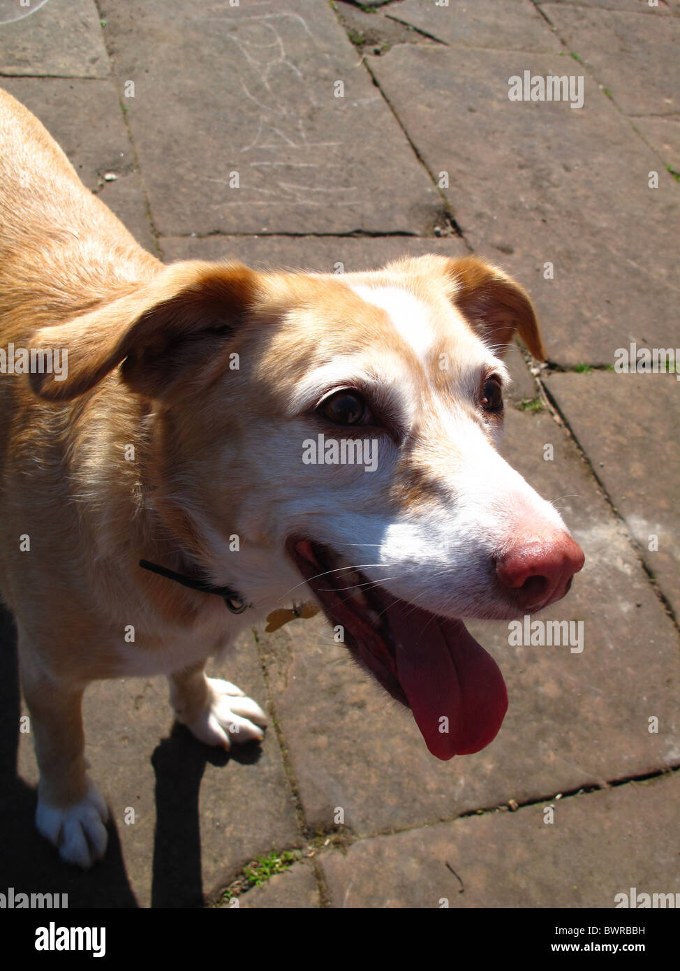 Golden mongrel perro jadeando en sunshine Foto de stock
