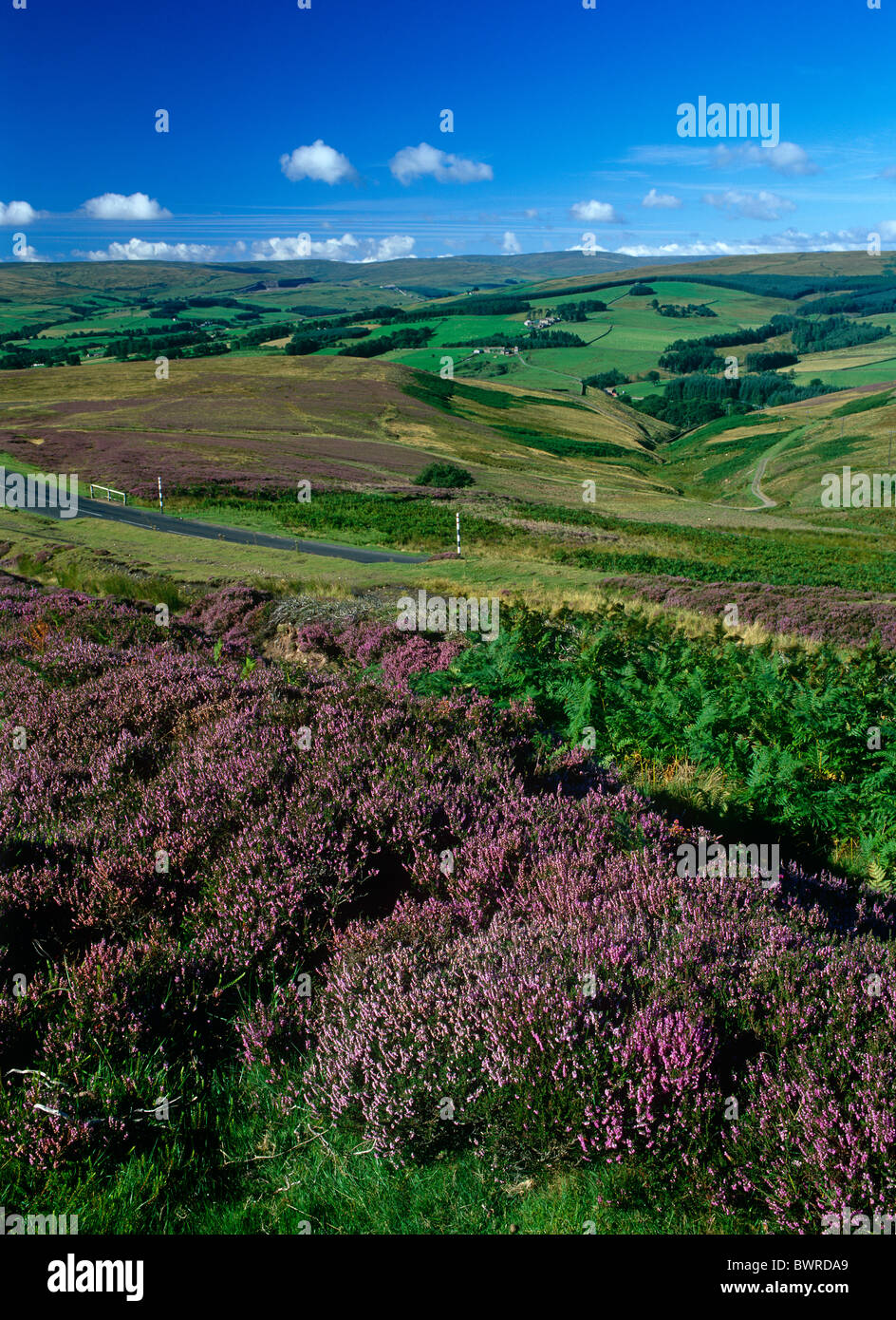 Una vista de Weardale en Los Peninos del Norte cerca de Stanhope en verano, County Durham Foto de stock