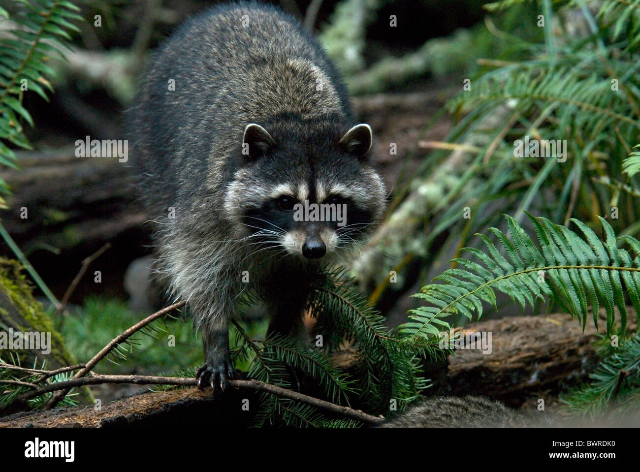Mapache Procyon lotor 1 un animal Animales de fauna forestal natural de América del Norte Foto de stock
