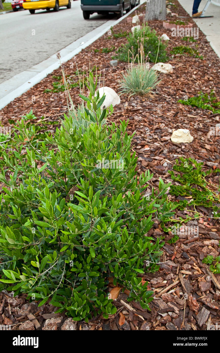 Olivo. El jardín de plantas nativas con plantas tolerantes a la sequía. En Redondo Beach, California, EE.UU. Foto de stock