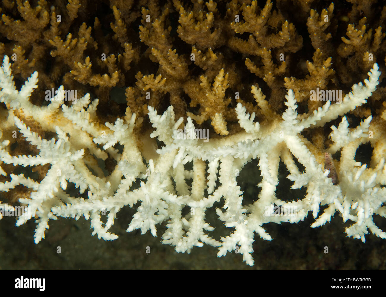 El blanqueamiento de coral duro de ramificación debido de alta temperatura del agua de mar, Raja Ampat Indonesia Foto de stock