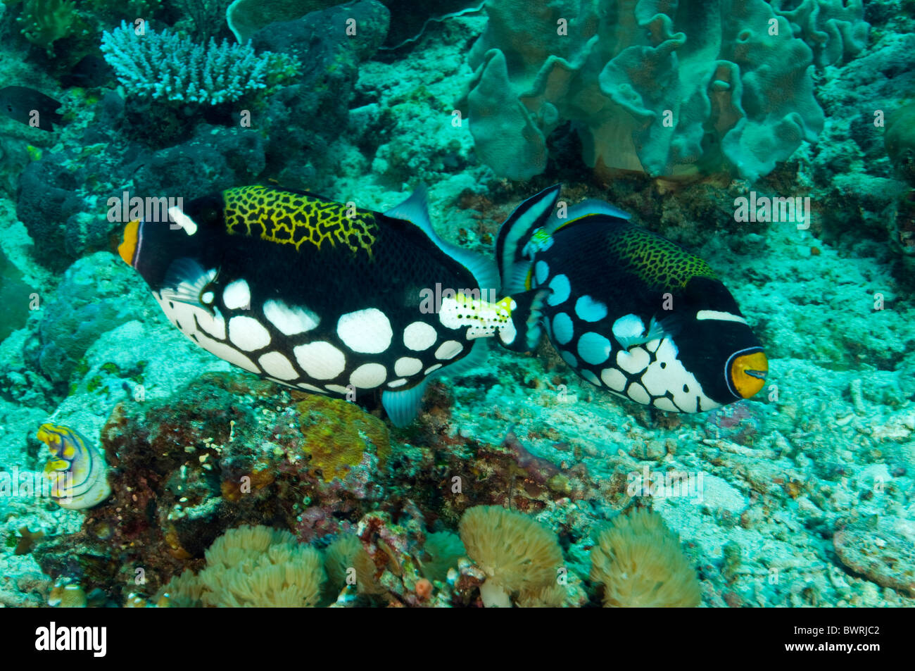 Payaso, triggerfishes Blistoides conspicillum, Raja Ampat Indonesia Foto de stock