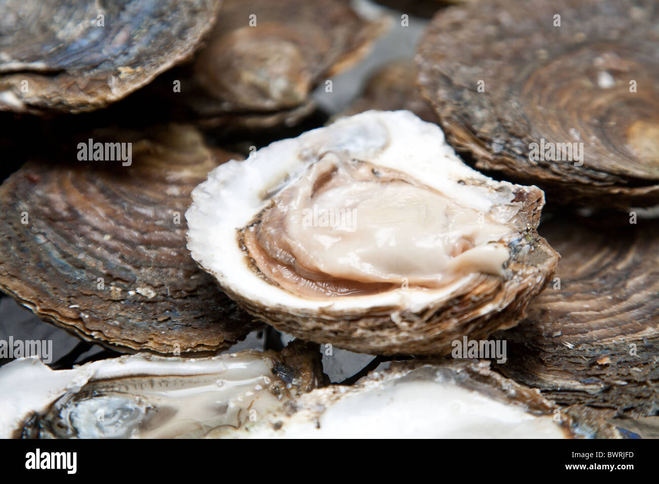 Ostras frescas están establecidas en el hielo. Foto de stock