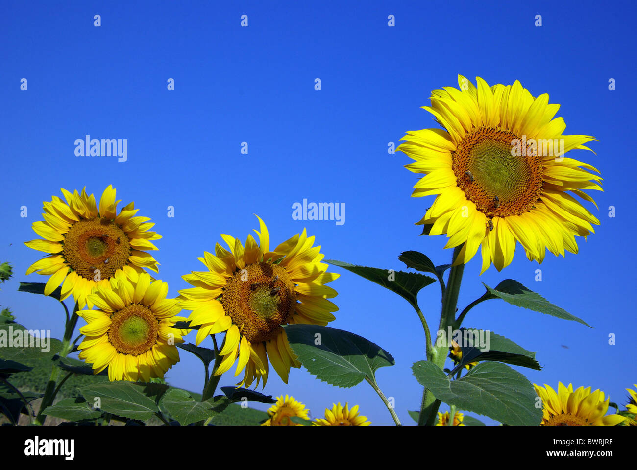 Mayores niveles floreció el girasol. Las abejas recogen miel. Foto de stock