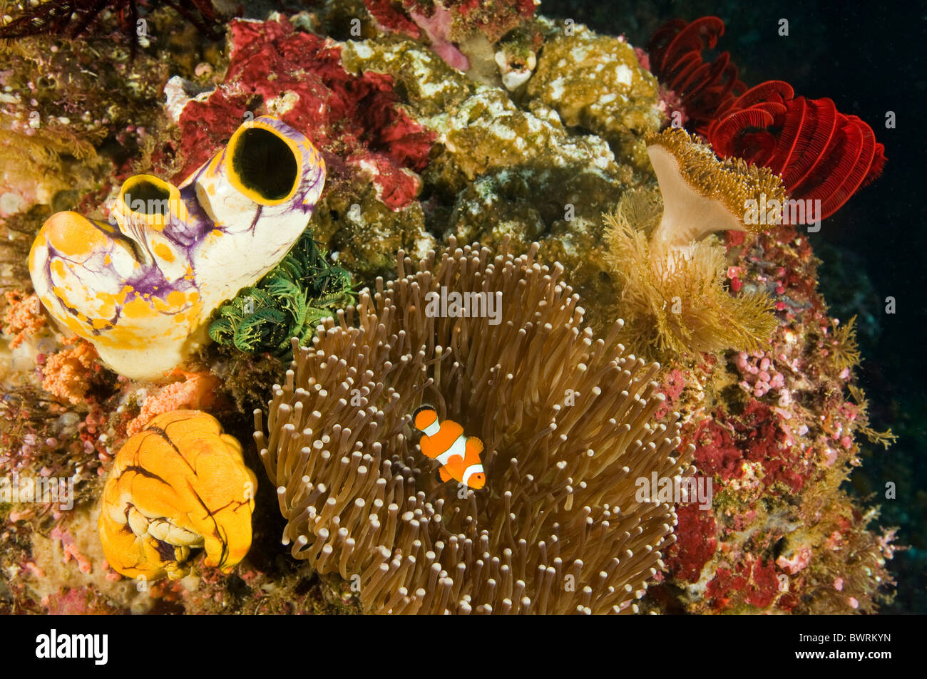 Scenic con arrecife, el pez payaso Amphiprion ocellaris, Raja Ampat Indonesia Foto de stock