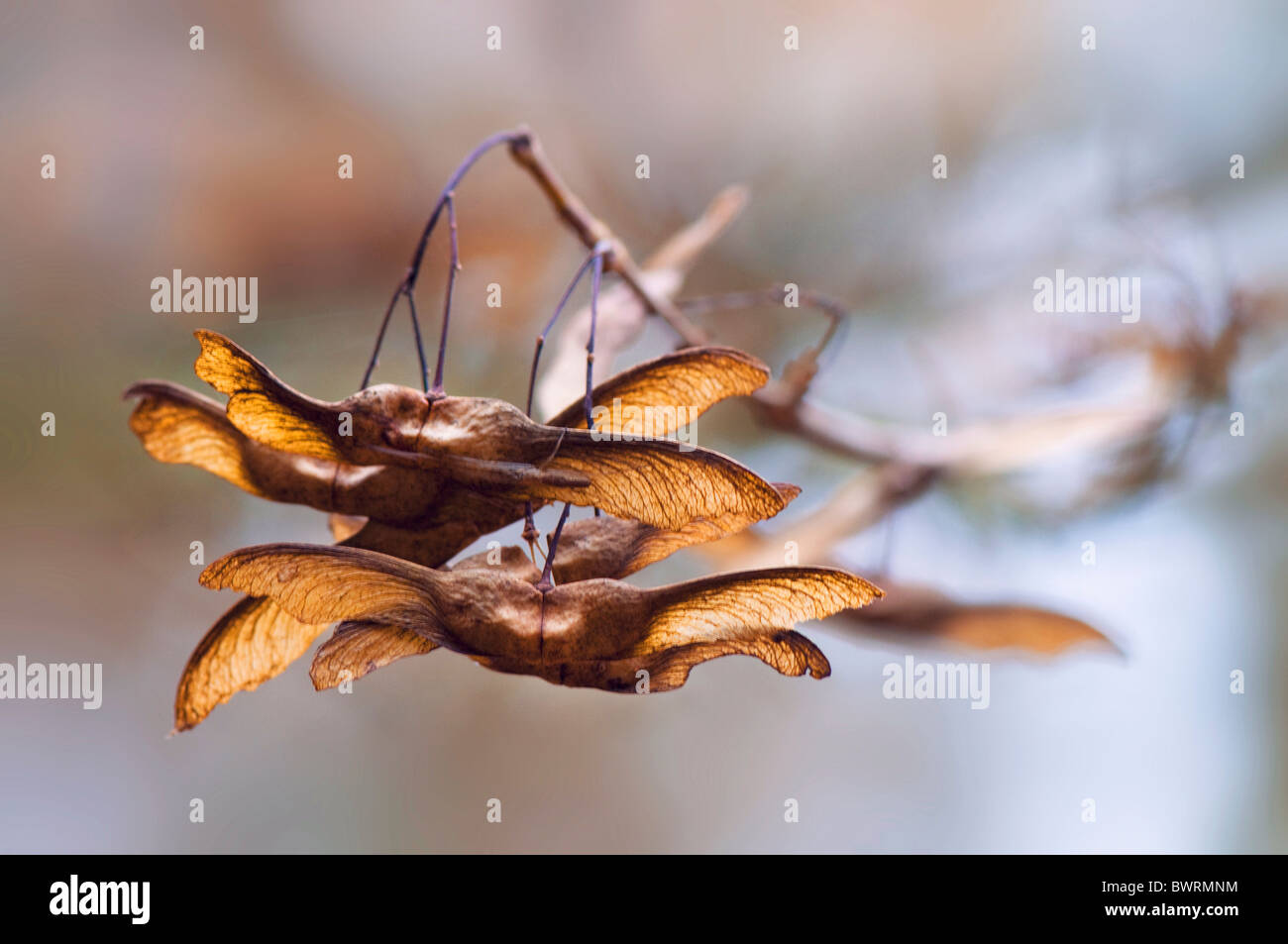 Maple semillas aladas en otoño Foto de stock