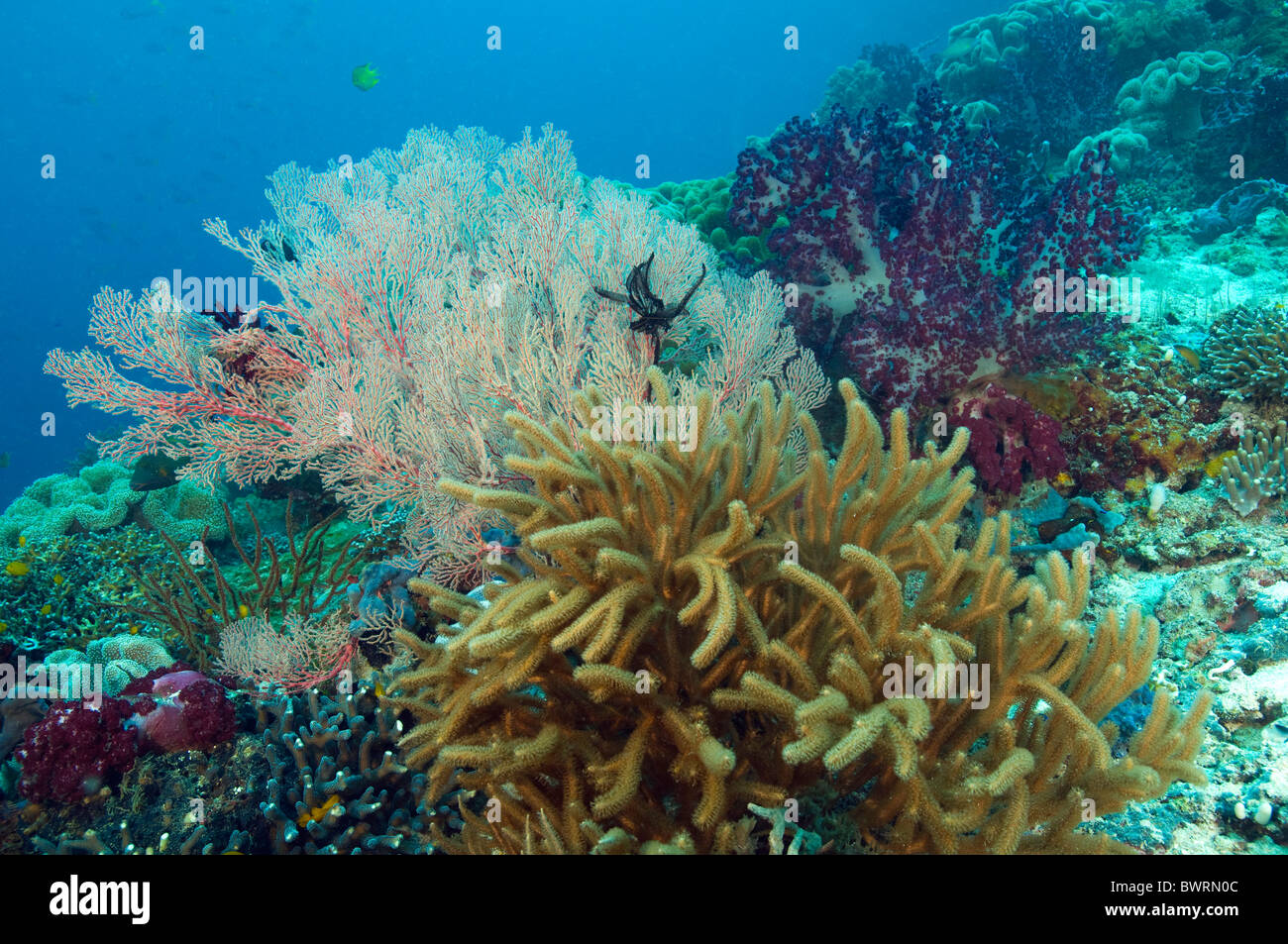 Arrecife con softcorals escénica, Raja Ampat Indonesia Foto de stock