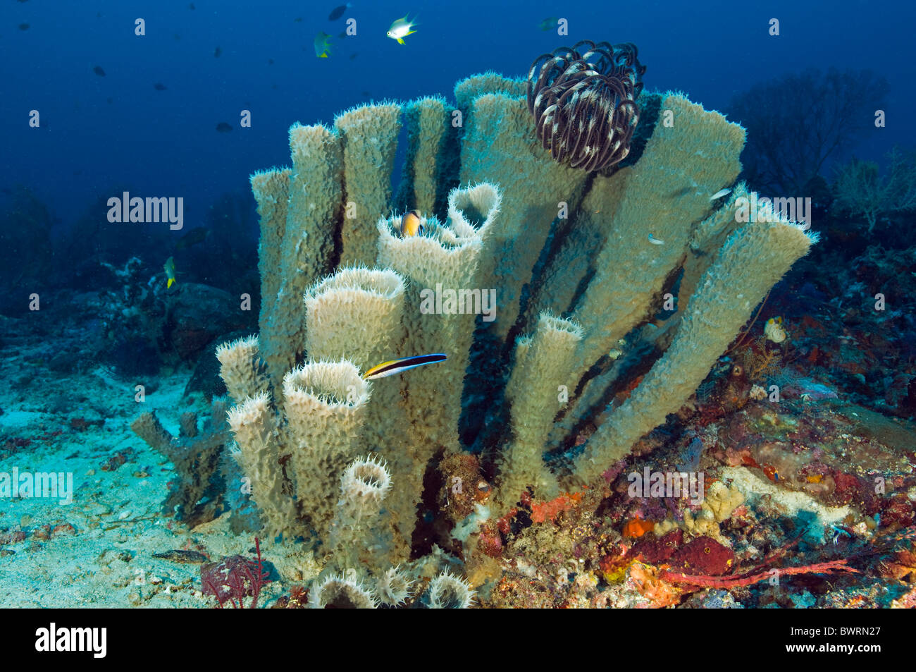 Reef scenic con esponjas, Raja Ampat Indonesia Foto de stock