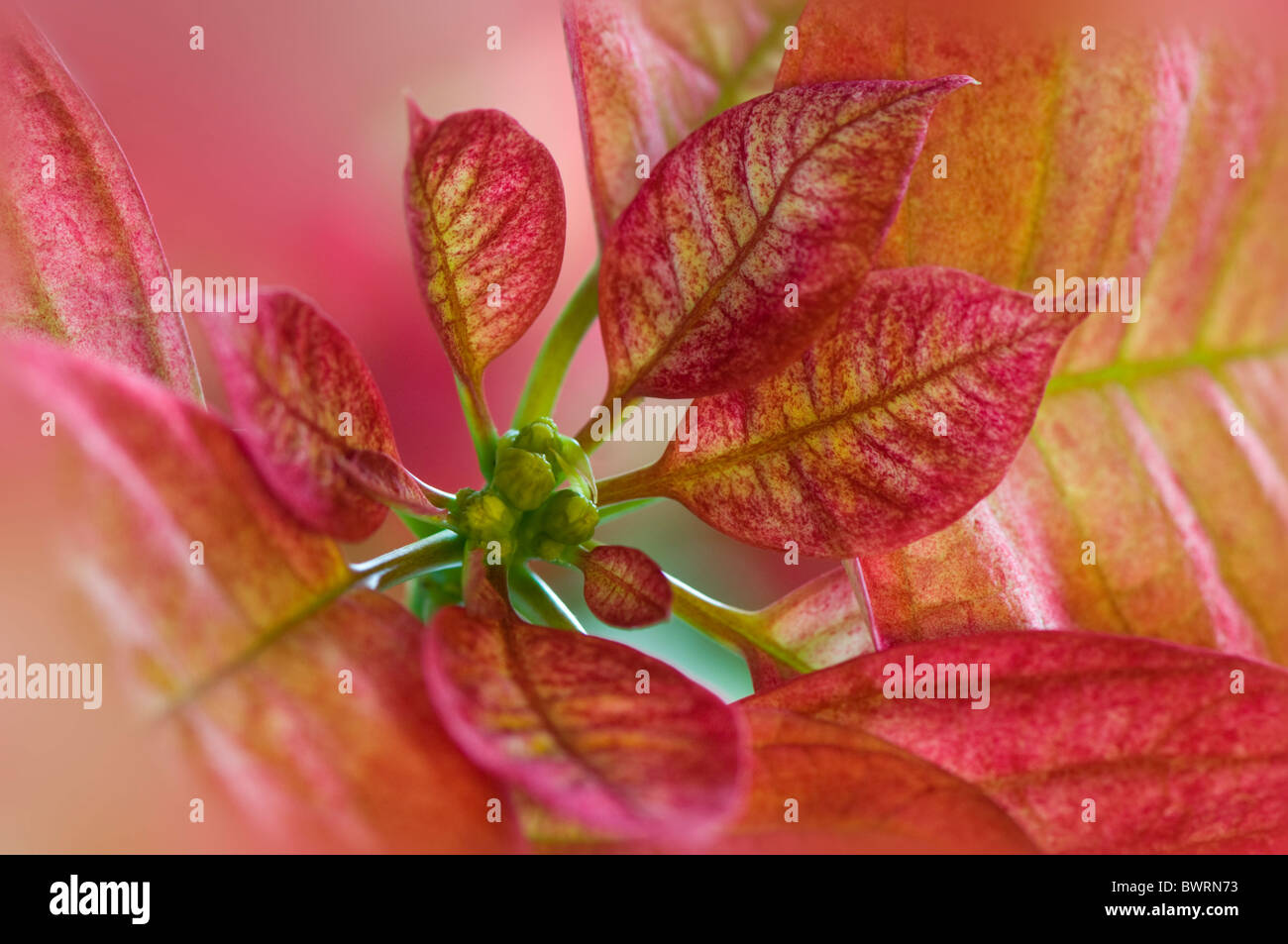 Euphorbia pulcherrima, conocida comúnmente como Nochebuena o noche buena Foto de stock