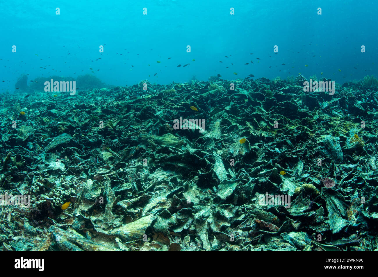 Después de la decoloración de corales muertos, Raja Ampat Indonesia Foto de stock