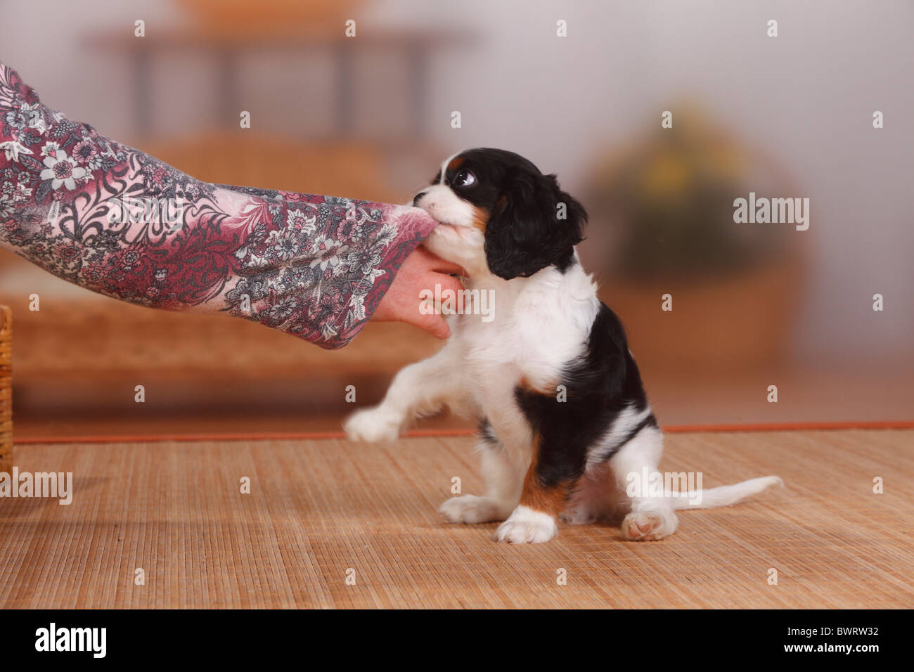 Cavalier King Charles Spaniel, cachorros, tricolor, 9 semanas, mordiendo en el manguito Foto de stock