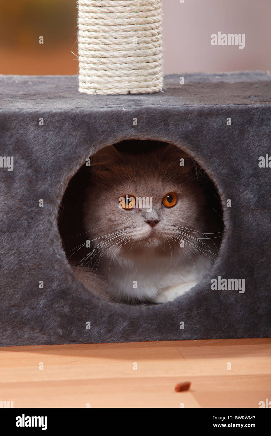 El gato esta escondido fotografías e imágenes de alta resolución - Alamy