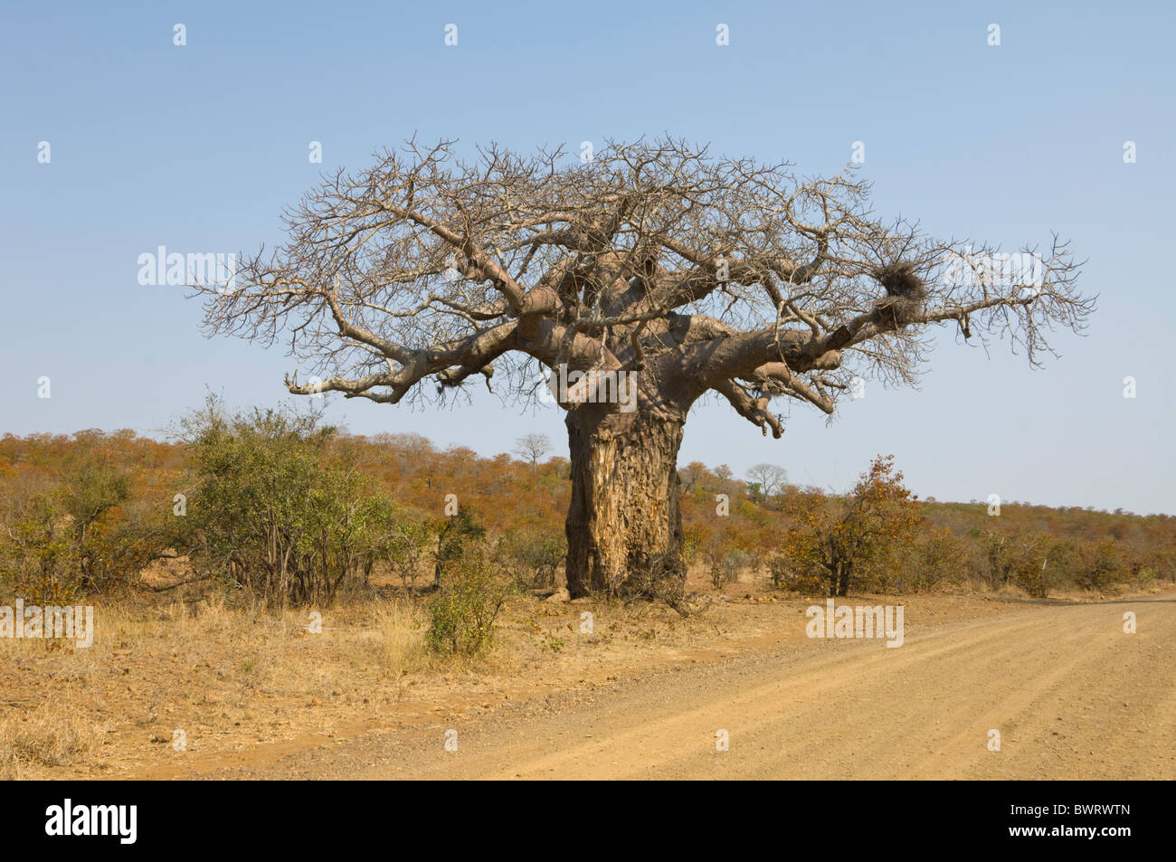 Baobab (Adansonia digitata), el Parque Nacional Kruger, Sudáfrica Foto de stock