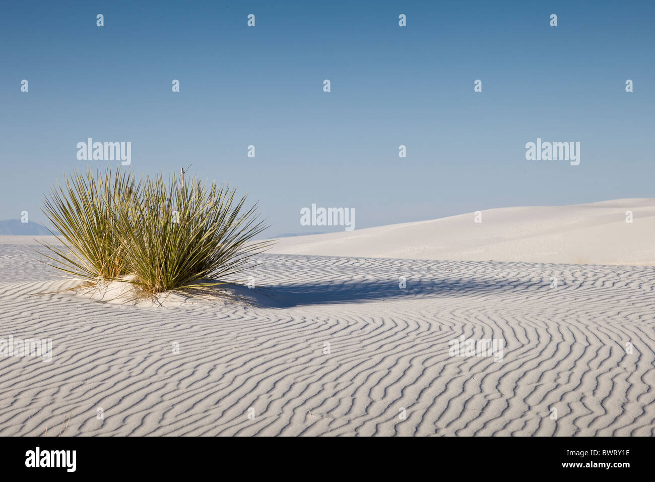 Patrón de arena de yeso blanco con árboles de yuca en el White Sands National Monument en Alamogordo, Nuevo México, EE.UU.. Foto de stock