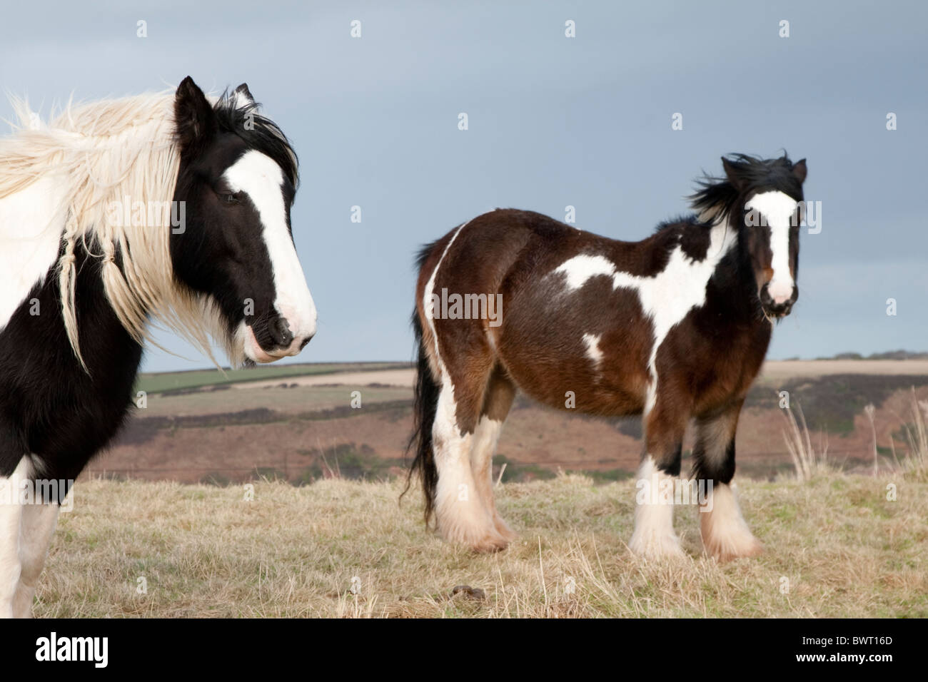 Welsh ponis en el campo de un agricultor mirar fijamente a la cámara Foto de stock