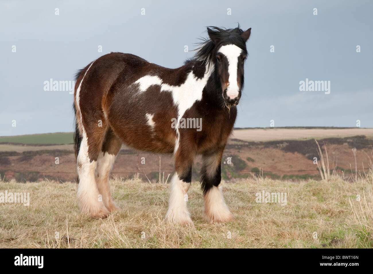 Welsh ponis en el campo de un agricultor mirar fijamente a la cámara Foto de stock