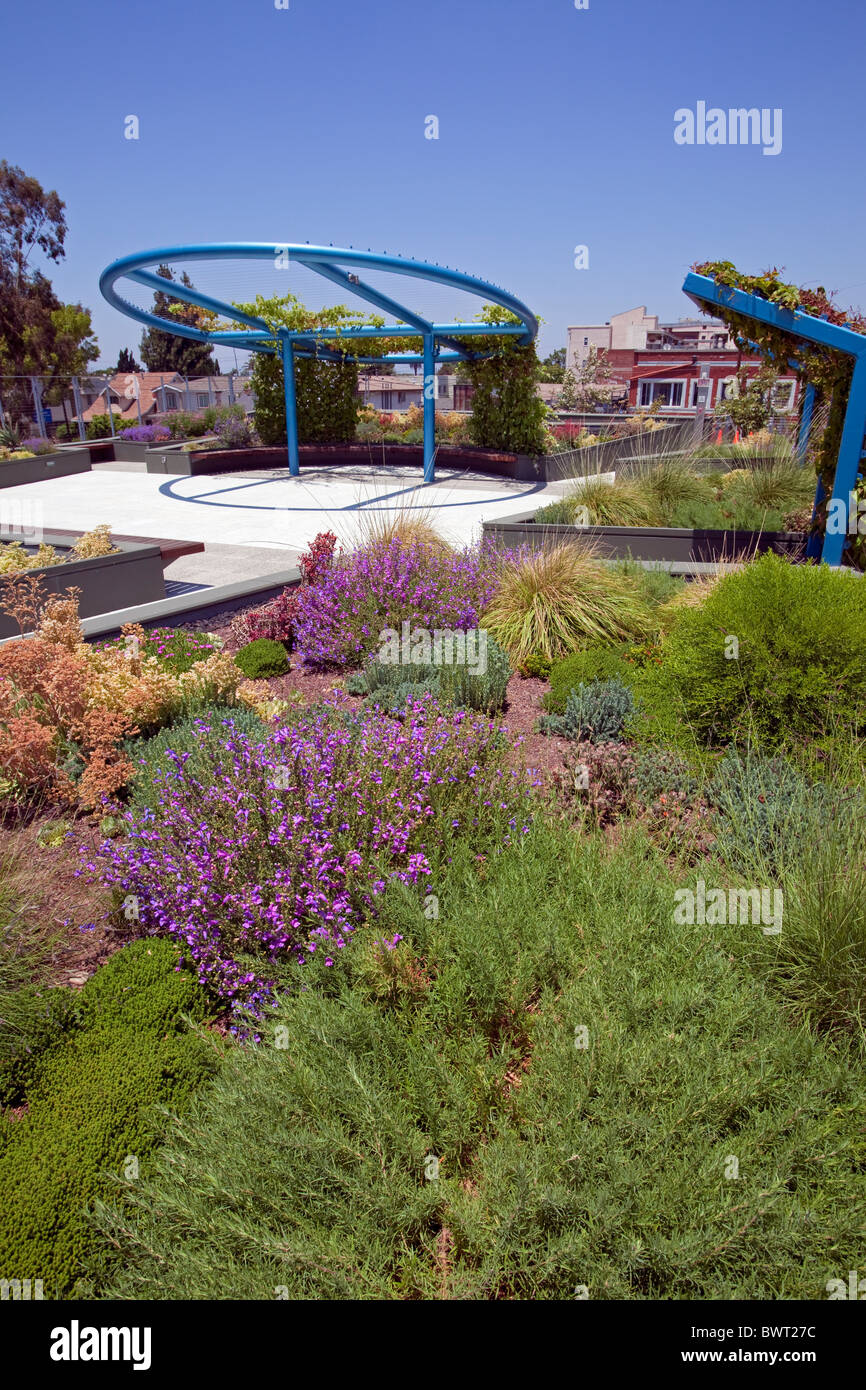 Tolerante a la sequía el techo verde jardín. El Consejo Distrito 9 Barrio Ayuntamiento en el Sur Centro de Los Angeles Foto de stock