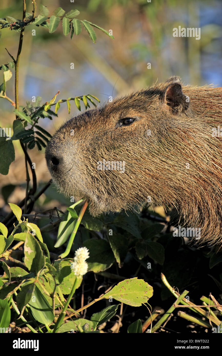 Alimentación fressend retrato capibara capibaras roedor roedores 'South  america' 'South american' herbívoros mamíferos herbívoros Fotografía de  stock - Alamy
