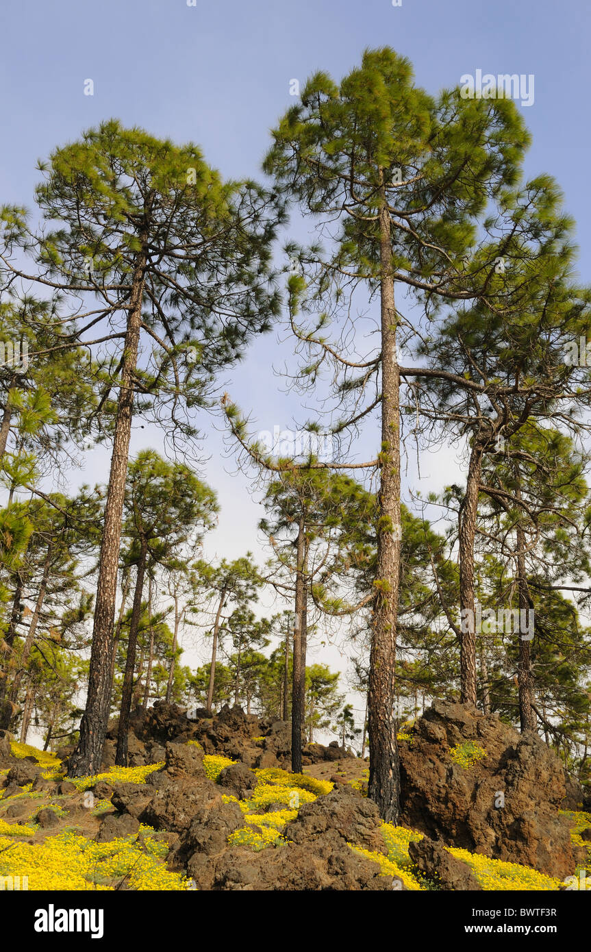 Pinus canariensis Tenerife Islas Canarias árboles endémicos árboles árbol  pinos pino conífera coníferas encinas siempreverdes coníferas Fotografía de  stock - Alamy