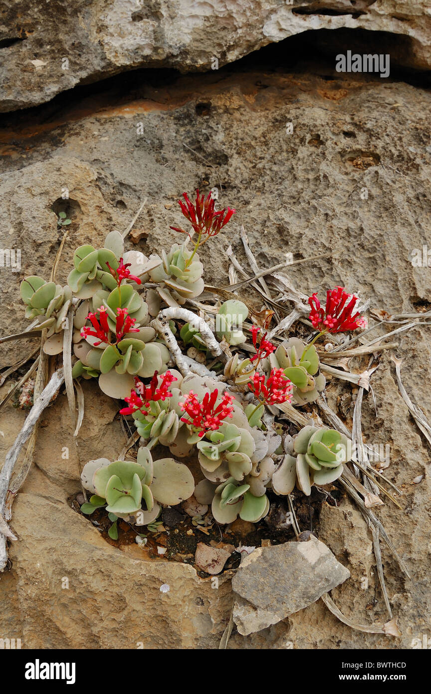 Kalanchoe farinacea flora flor plantas planta Yemen Socotra socotra isla socotran calanchoe kalanchoes Islas Yemen Yemen Fotografía de stock - Alamy Kalanchoe farinacea flora flor plantas planta Yemen Socotra socotra isla socotran calanchoe kalanchoes Islas Yemen Yemen Fotografía de stock - Alamy