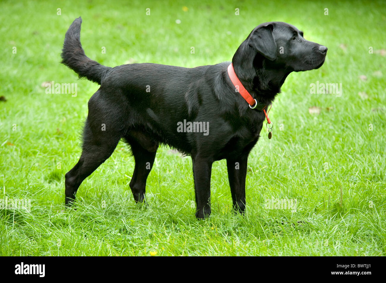 Perro Labrador Retriever negro UK Foto de stock
