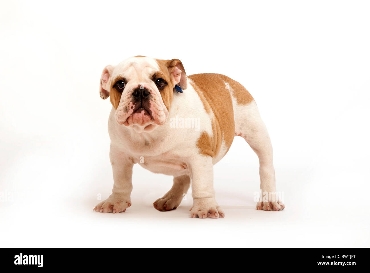 Cachorro Bulldog UK Foto de stock