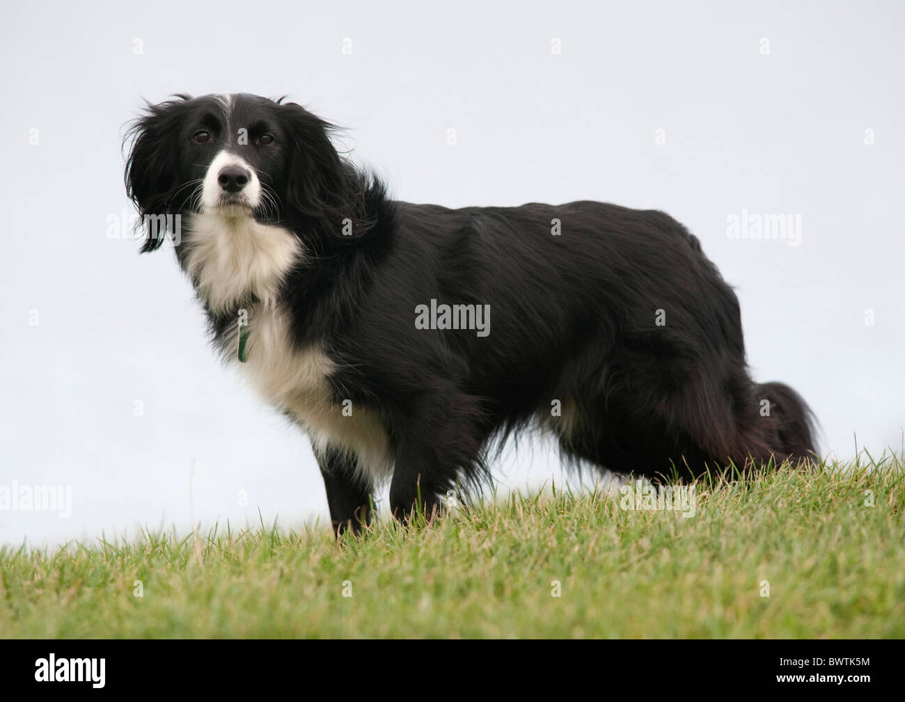 Collie perros cruzados UK Foto de stock