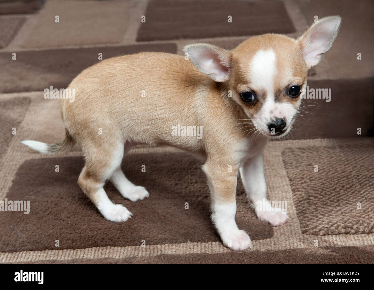 Chihuahua cachorro de Perro UK Foto de stock