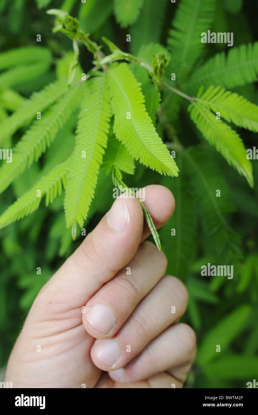 Mimosa pudica comportamiento plantas plantas plantas plantas sensibles'  'sensibilidad' planta 'South america' 'South american', Fabaceae Fotografía  de stock - Alamy
