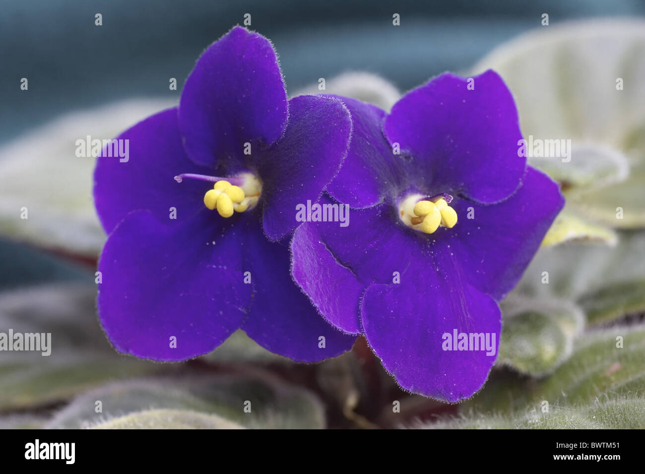Violeta Africana cerca de flores flores color violeta.VIOLETA violeta  africana Saintpaulia Bright Eyes plantas de maceta plantas de casa  Fotografía de stock - Alamy