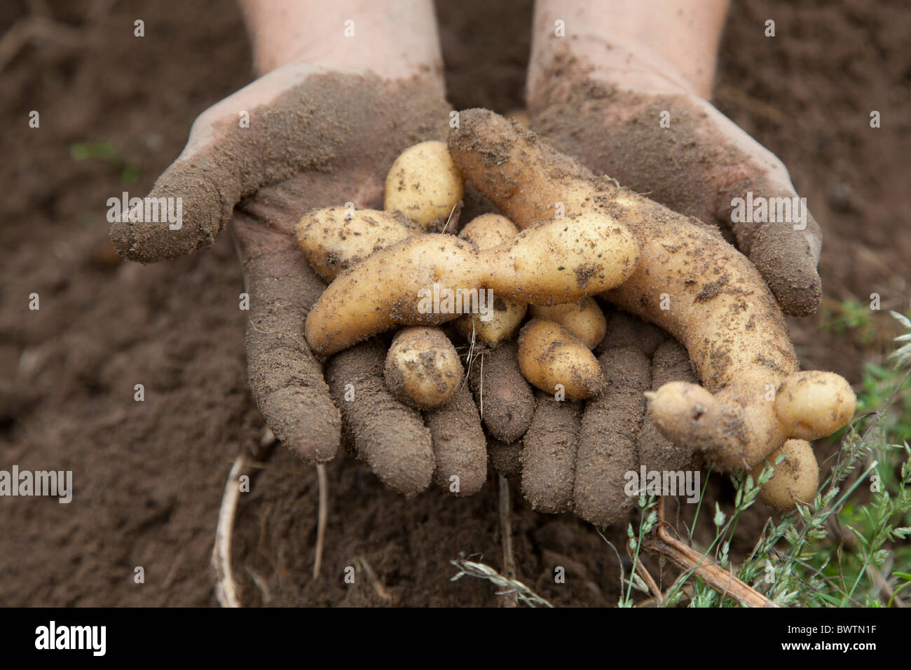 Alevines de patatas recolectadas en Granja Orgánica Foto de stock