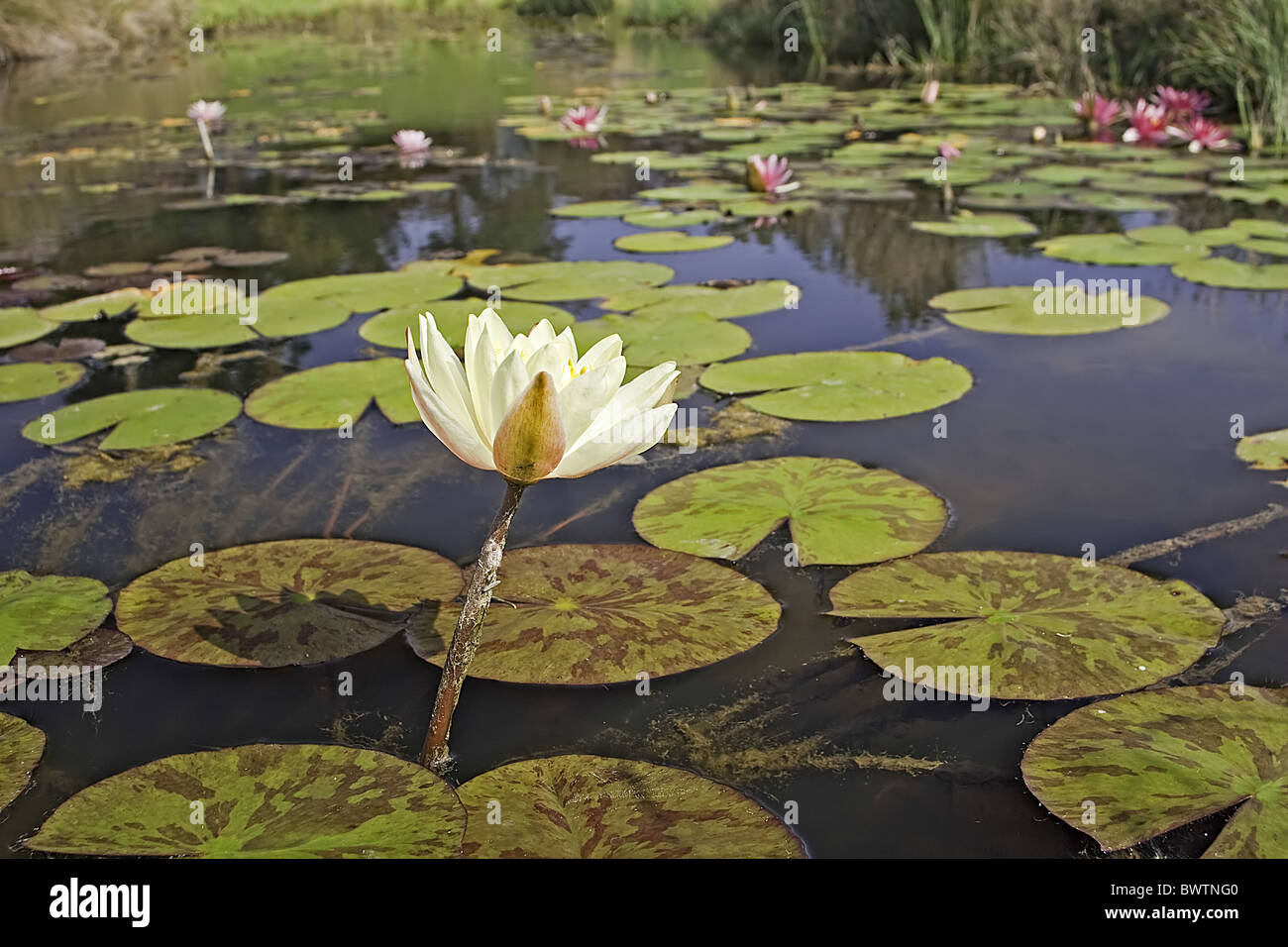 Lirio de agua plantas acuáticas flotantes color flores forman lagos pétalos  estanques de agua El agua de la planta lirio de agua 'flora' 'nenúfares'  Fotografía de stock - Alamy