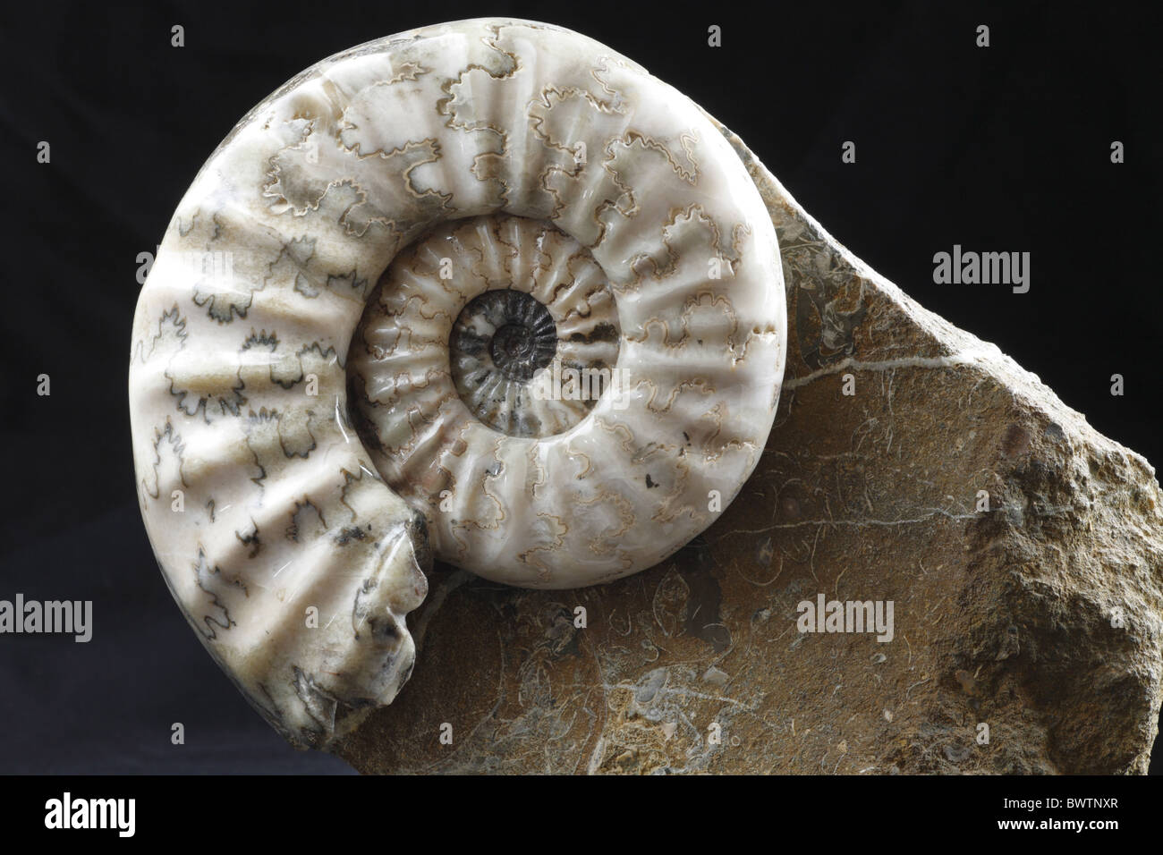 Fósiles de ammonites fosilizados jurassic Inglaterra inglés Aegasteroceras crustáceos moluscos de concha sagittarium fosilización Foto de stock
