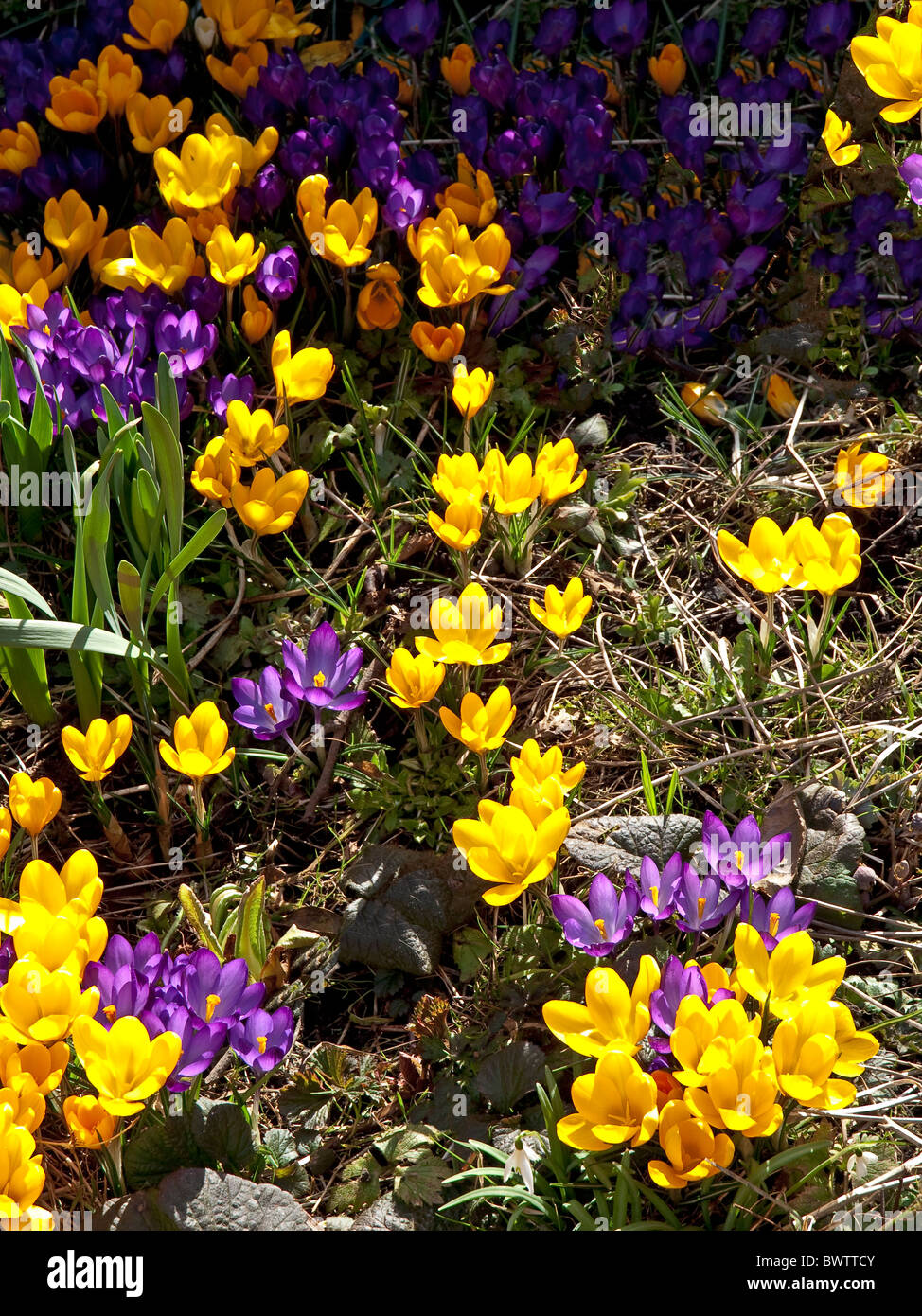 Color amarillo y malva crocus en Sol de primavera Foto de stock