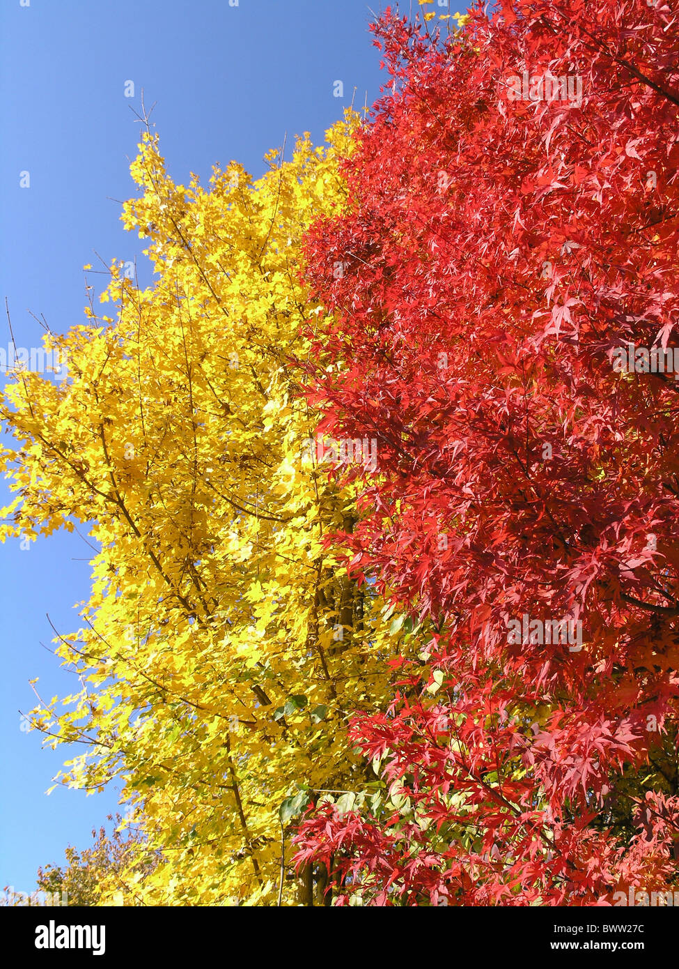 Colores de otoño colores de otoño colorido colorido arces ramas de árbol deja rojo amarillo azul cielo naturaleza Foto de stock