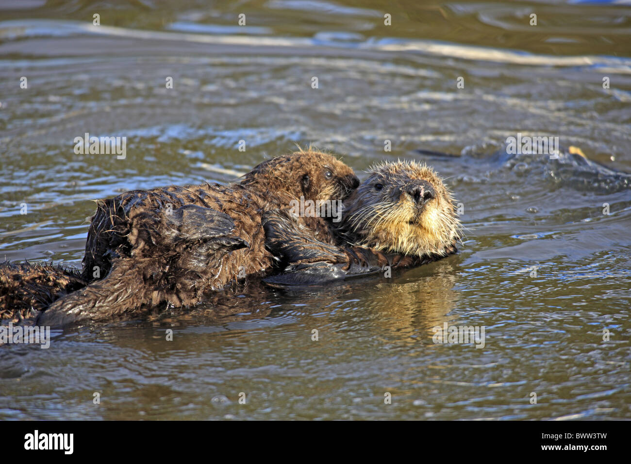 Una nutria bebé nadando en una piscina