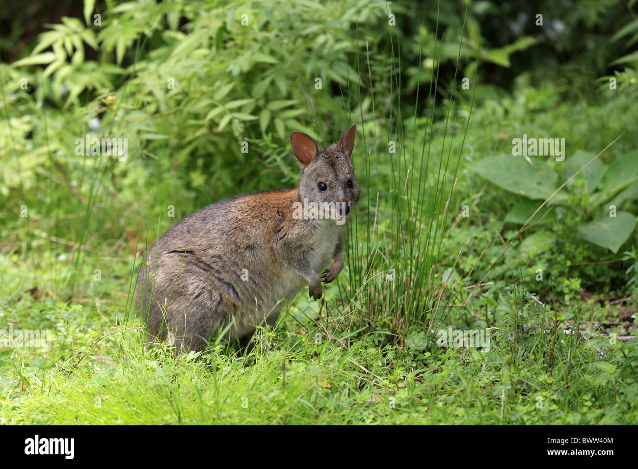 Pademelon pademelons wallaby wallabies marsupial marsupiales herbívoros