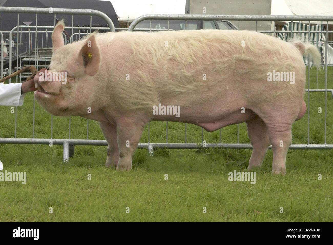 Cerdos domésticos y jabalíes blanca central de 18 meses de edad Foto de stock