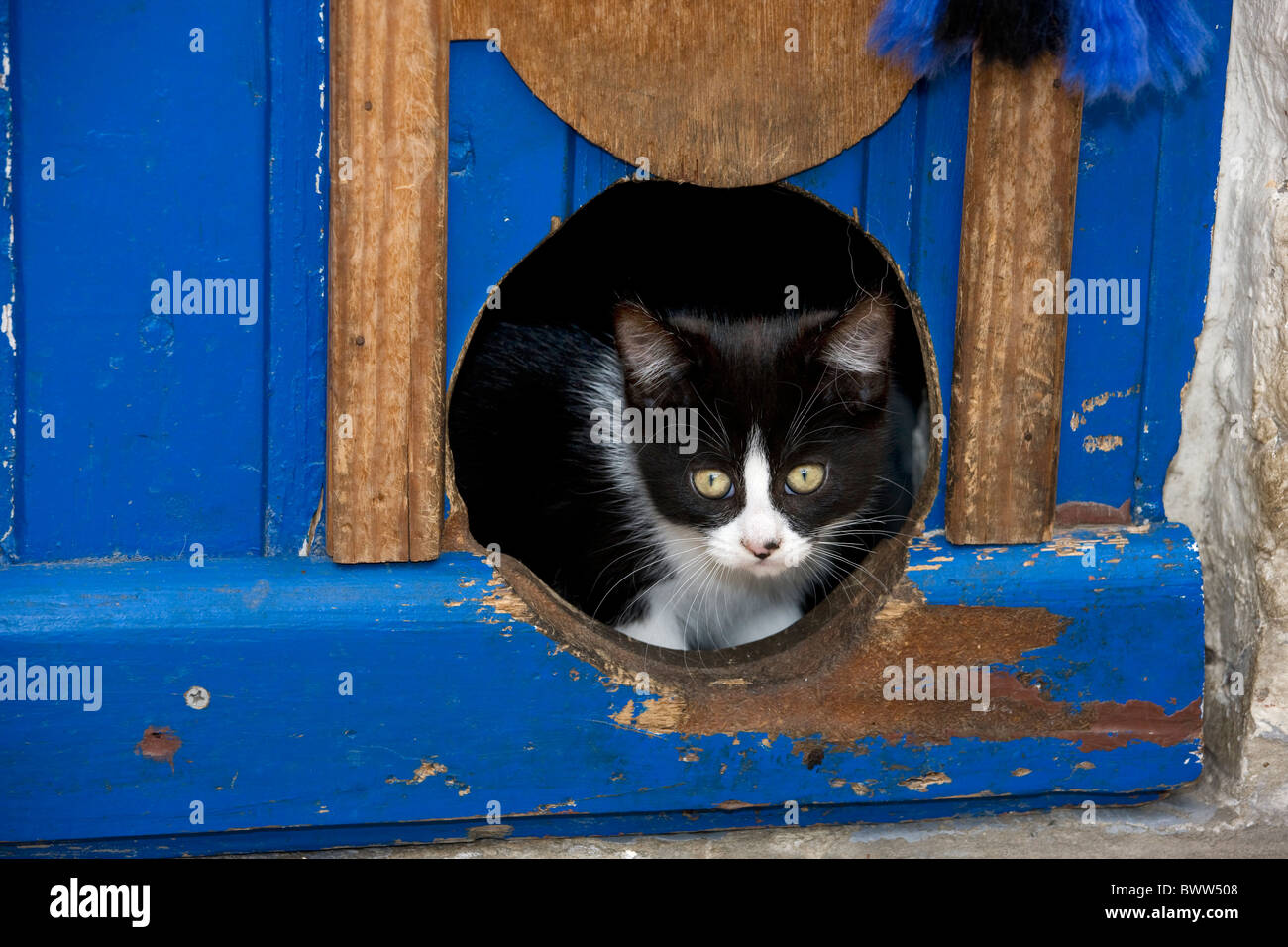 Curioso gato doméstico (Felis catus) mirando a través de gato en la puerta batiente Foto de stock