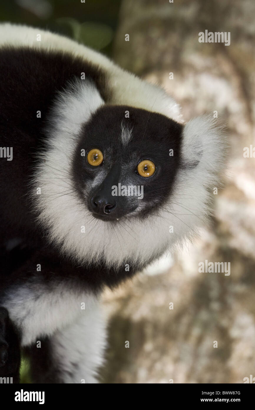 Black white ruffed Lemur Palmarium Madagascar Foto de stock
