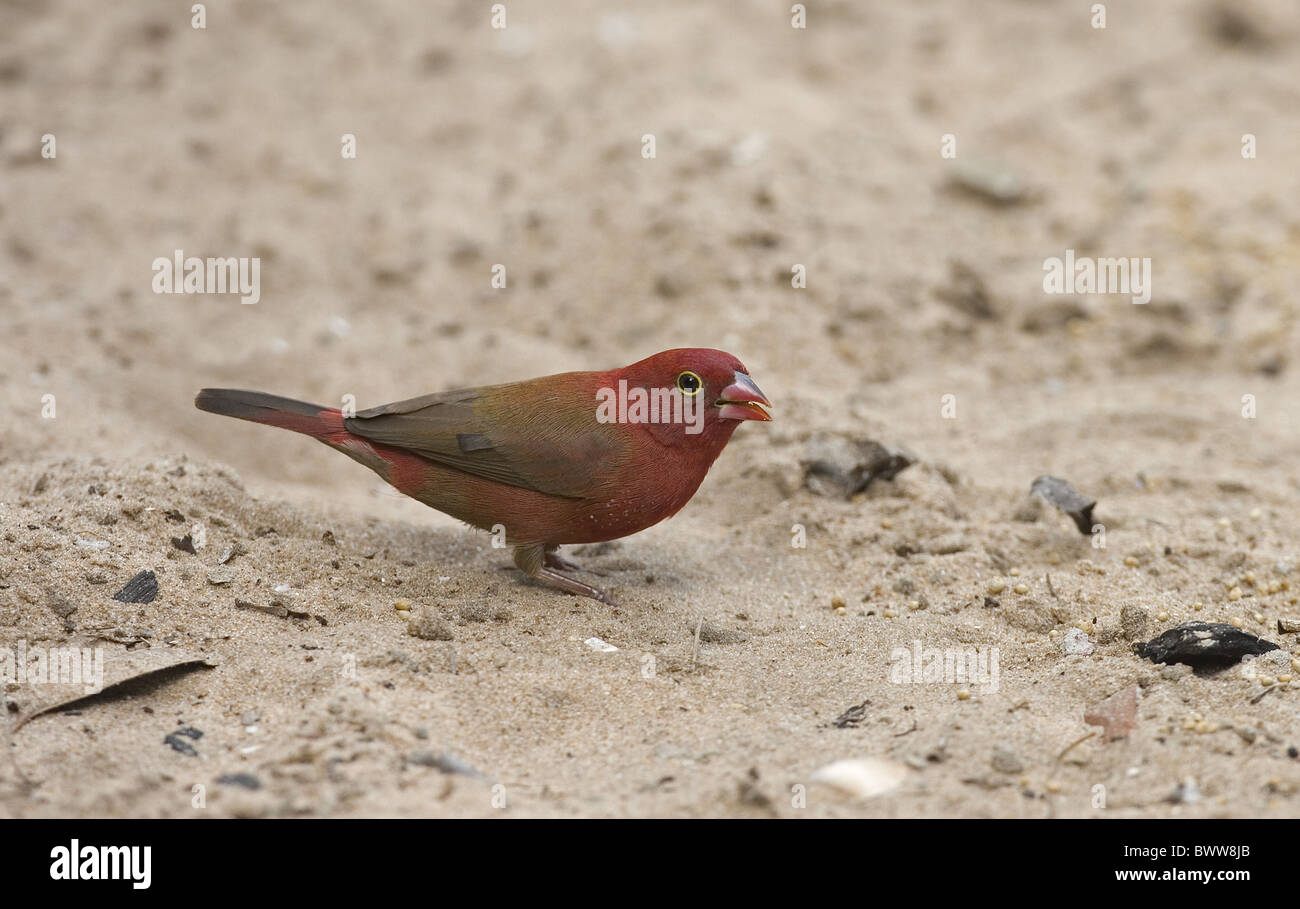 Rojo-facturados Firefinch (Lagonosticta senegala) macho adulto, alimentándose de semillas, de pie sobre la arena, Senegal Foto de stock