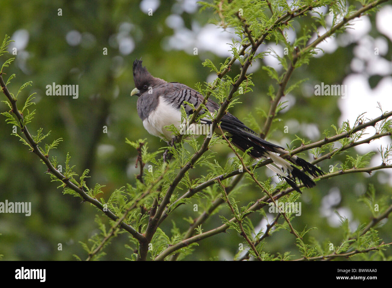 Corythaixoides leucogaster hembra blanca fotografías e imágenes de alta