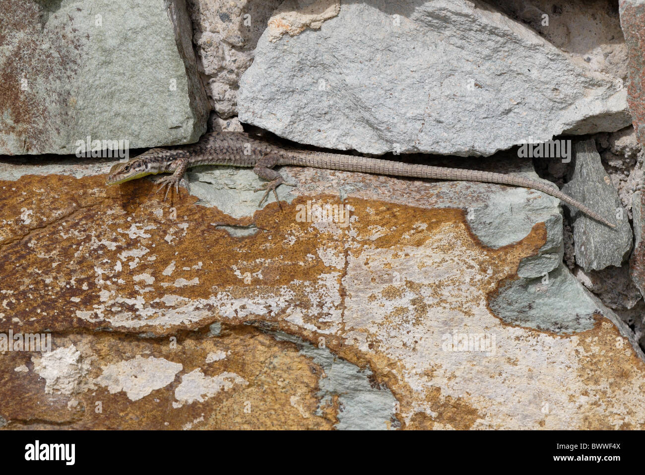 Armenia Lagarto Rock Darevskia armeniaca adulto Foto de stock