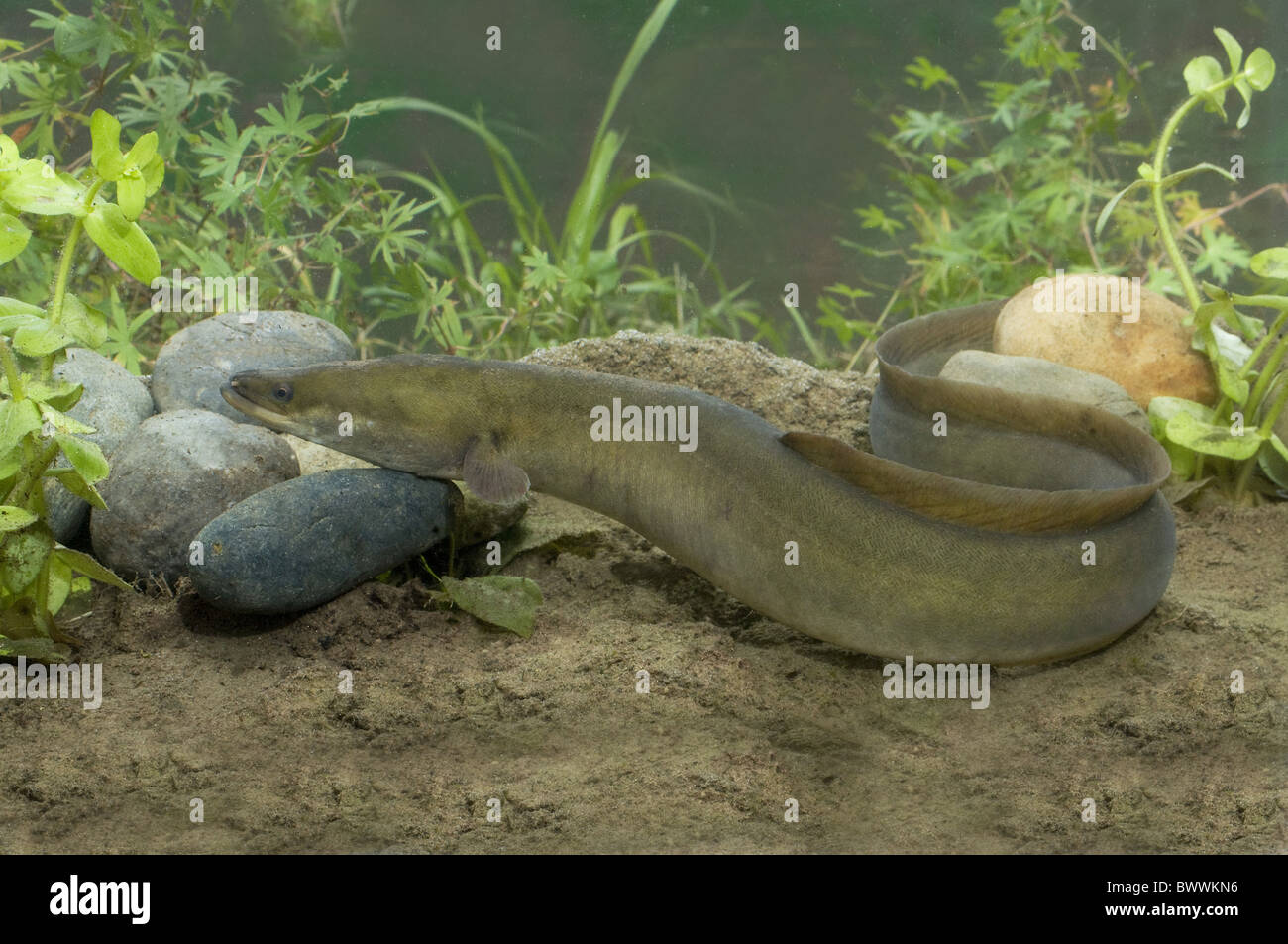 Animal Animales Pescar Peces Marinos De Agua Dulce De Europa Atlantica Europea Sea Los Peces Sea Peces Anguila Anguilas Naturaleza Fauna Acuatica Fotografia De Stock Alamy