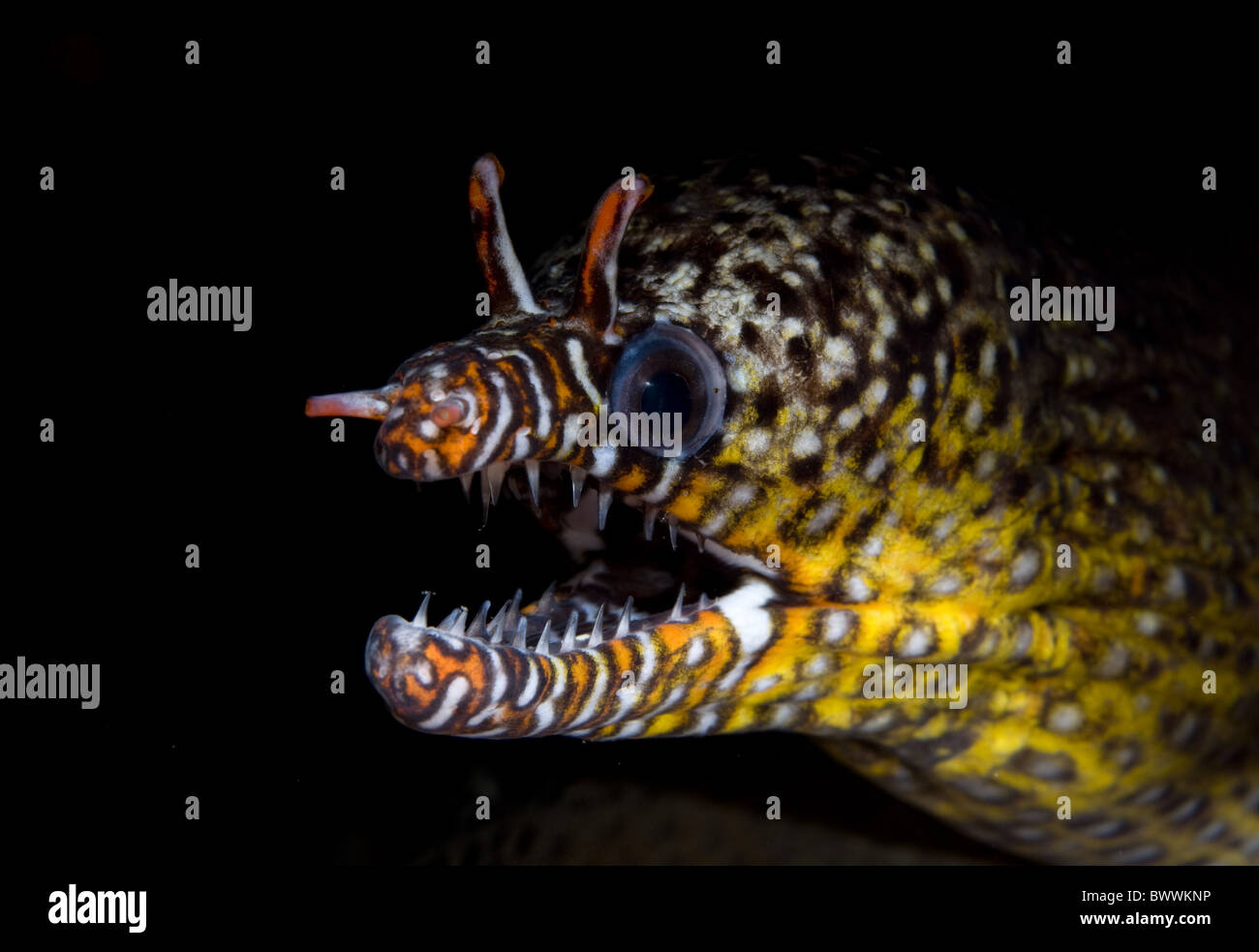 Morena pez dragón dientes Buceo Mar Isla Navidad Australia animal animales  Peces marinos Peces 'sea los Peces', 'sea Fotografía de stock - Alamy