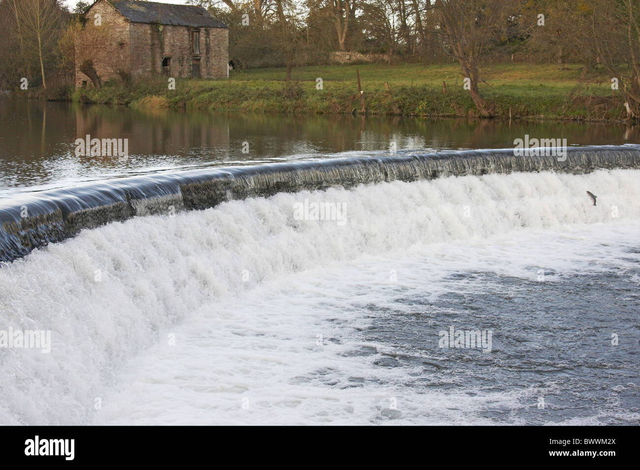 Salmón Salmo saler saltando weir Río teme el otoño de Shropshire comportamiento ríos de agua de cola de pescado salmón nadando animal animales Foto de stock