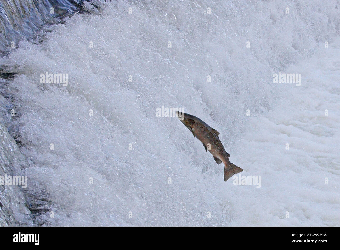 Salmón Salmo saler saltando weir Río teme el otoño de Shropshire pescado salmón ríos de agua de cola de comportamiento animal animales peces pescados Foto de stock