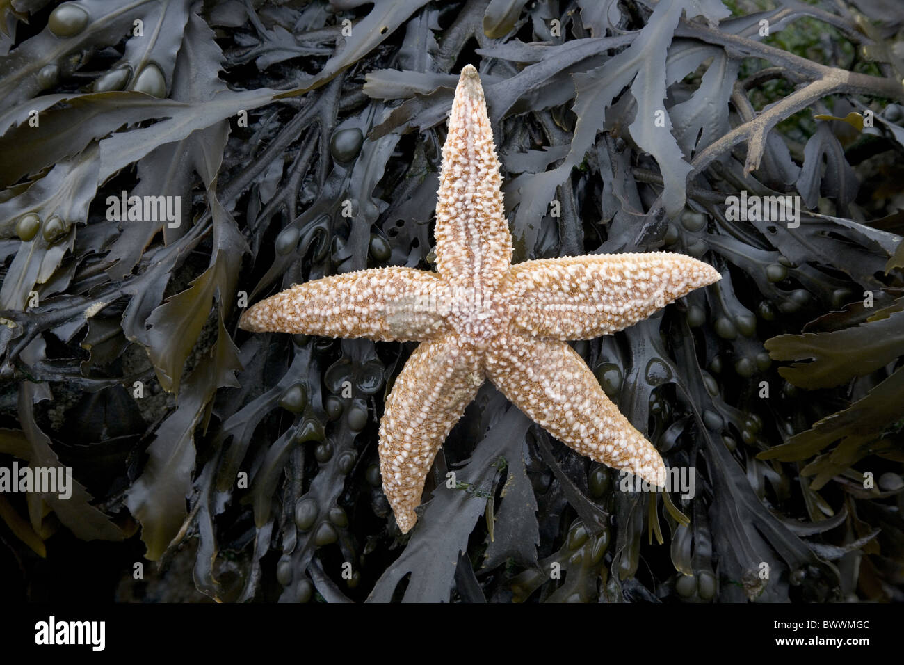 Starfish Estrellas Marinas Echinoderm Animal Animales