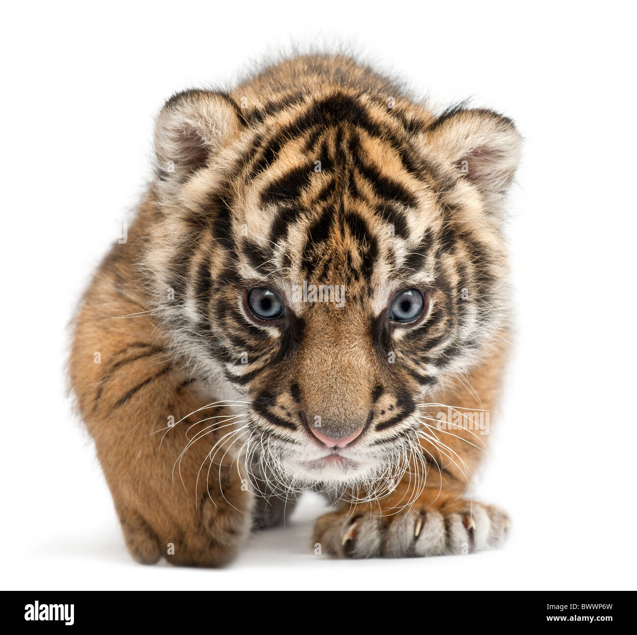 Cachorro de Tigre de Sumatra, Panthera tigris sumatrae, 3 semanas de edad, delante de un fondo blanco Foto de stock